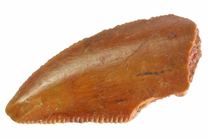 Serrated Raptor Tooth - Real Dinosaur Tooth #333302